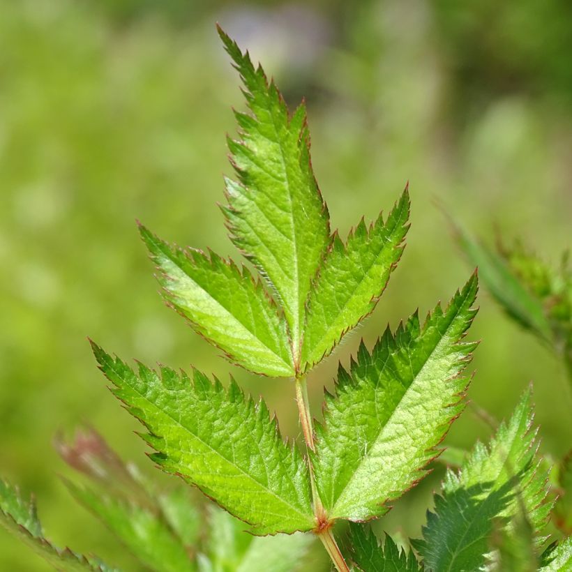 Astilbe chinensis Visions (Fogliame)