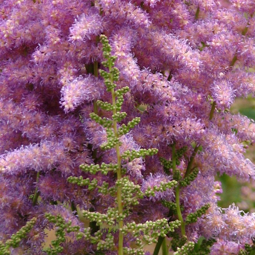 Astilbe chinensis var. davidii (Fioritura)