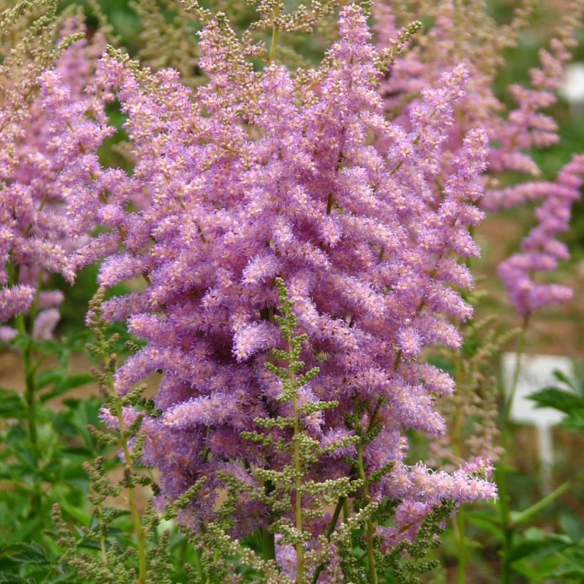 Astilbe chinensis var. davidii (Porto)