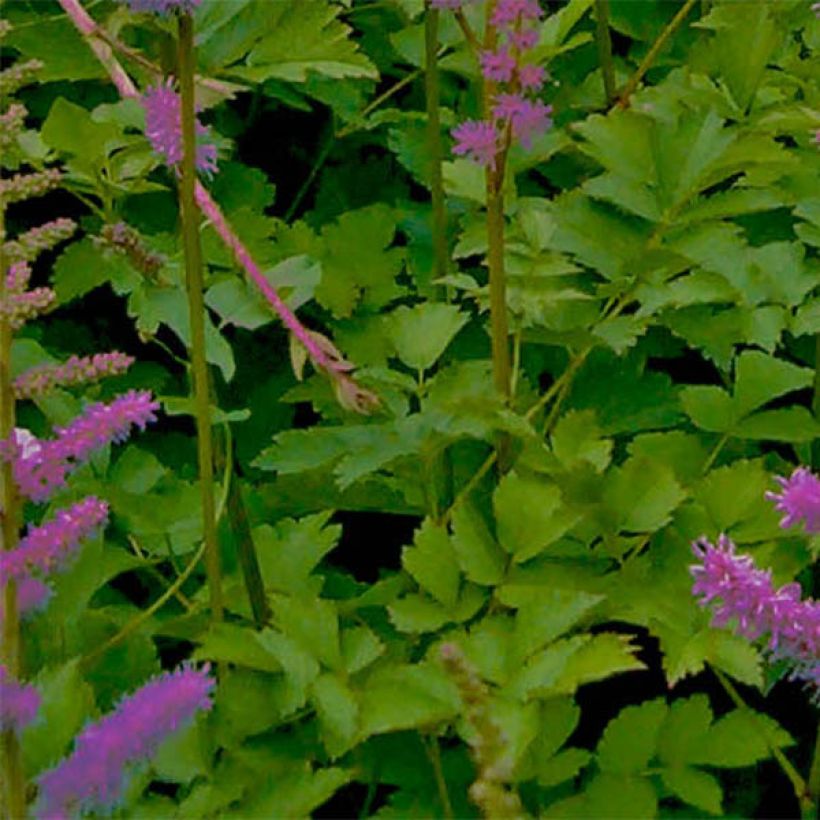 Astilbe chinensis var. taquetii Superba (Fogliame)