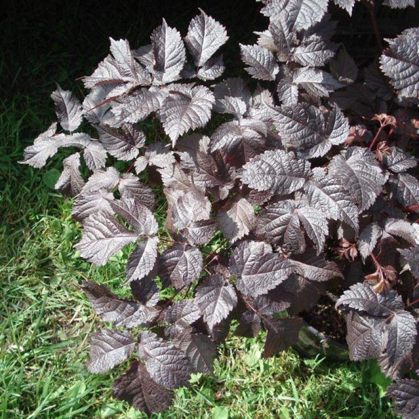 Astilbe Chocolate Shogun (Fogliame)