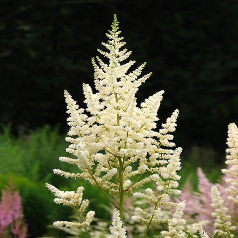 Astilbe japonica Deutschland (Fioritura)