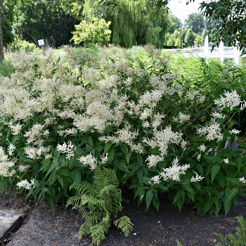 Astilbe japonica Deutschland (Porto)