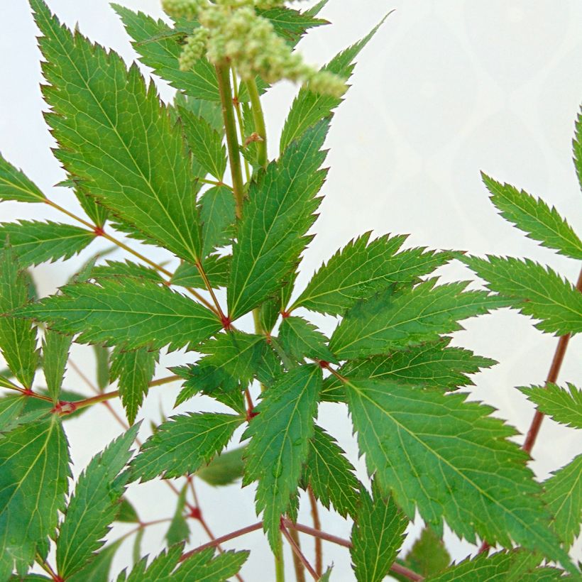 Astilbe japonica Peach Blossom (Fogliame)