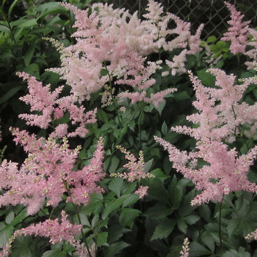 Astilbe japonica Peach Blossom (Fioritura)