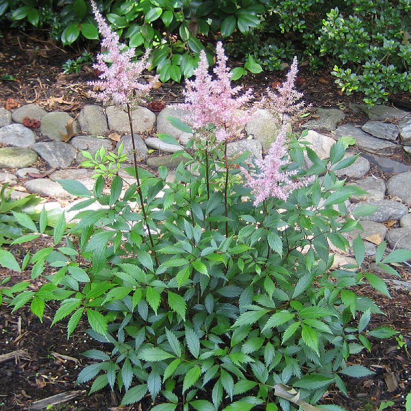 Astilbe japonica Peach Blossom (Porto)