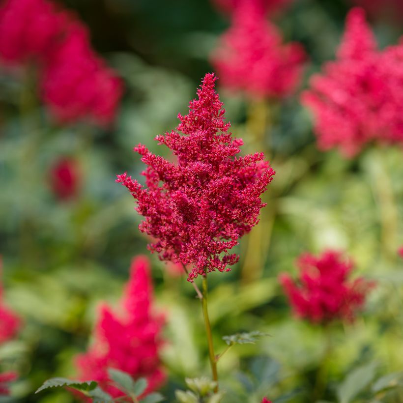 Astilbe japonica Red Sentinel (Fioritura)