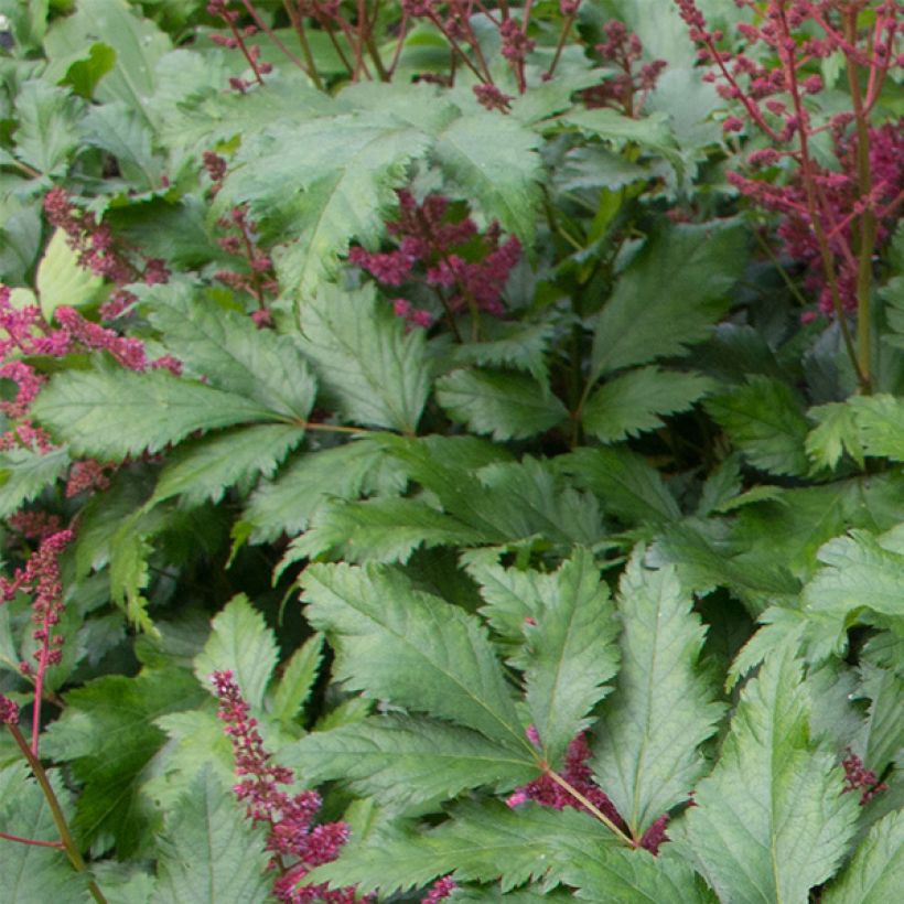 Astilbe japonica Red Sentinel (Fogliame)