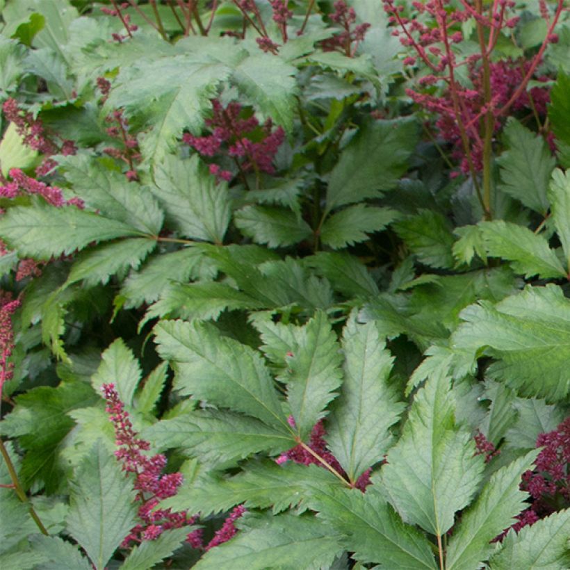 Astilbe japonica Vesuvius (Fogliame)