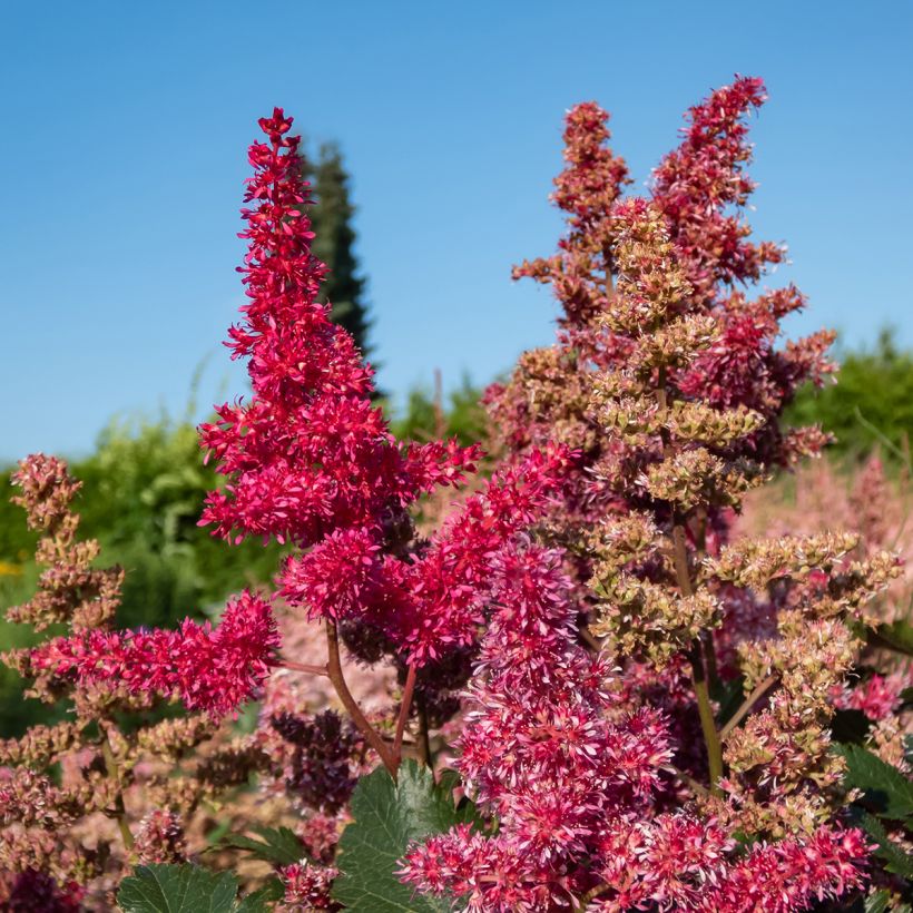 Astilbe japonica Vesuvius (Fioritura)