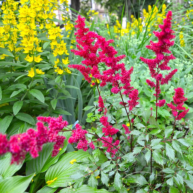 Astilbe japonica Vesuvius (Porto)