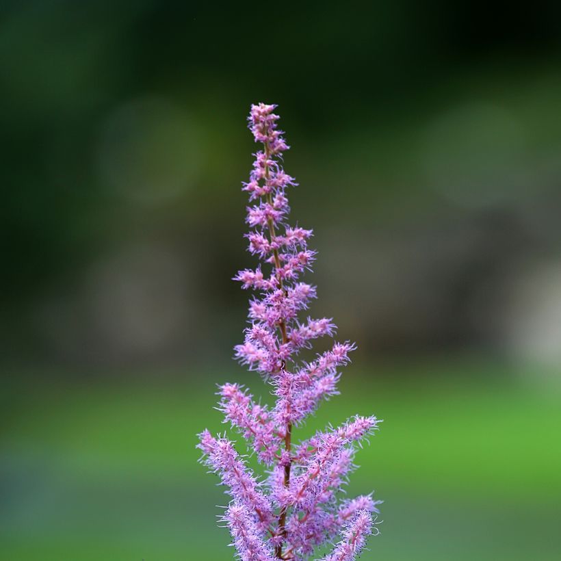 Astilbe rivularis var myriantha (Fioritura)