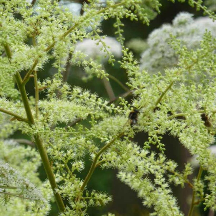 Astilbe rivularis (Fioritura)