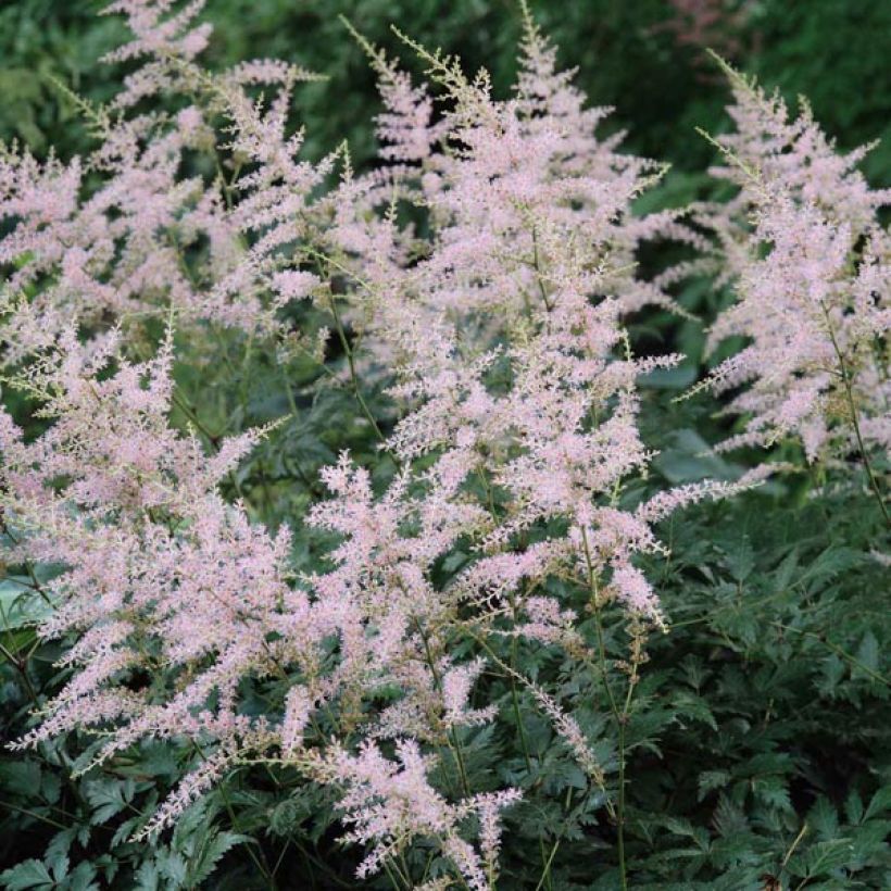 Astilbe simplicifolia Hennie Graafland (Fioritura)