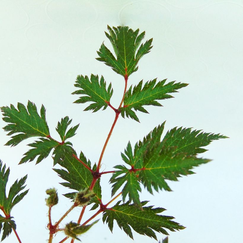 Astilbe simplicifolia Sprite (Fogliame)