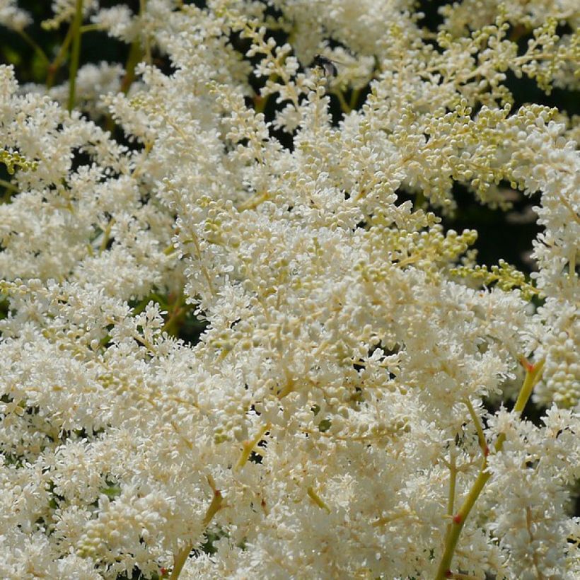 Astilbe simplicifolia Sprite (Fioritura)