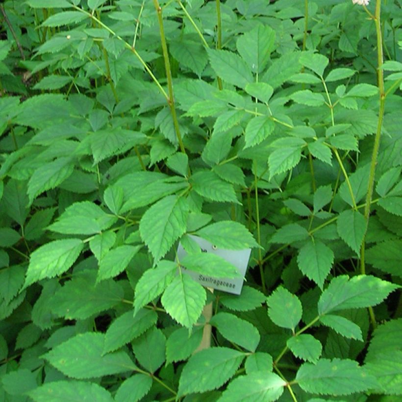 Astilbe thunbergii Straussenfeder (Fogliame)