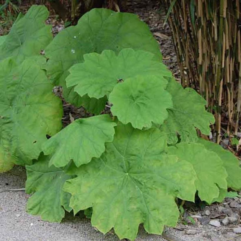 Astilboides tabularis (Porto)