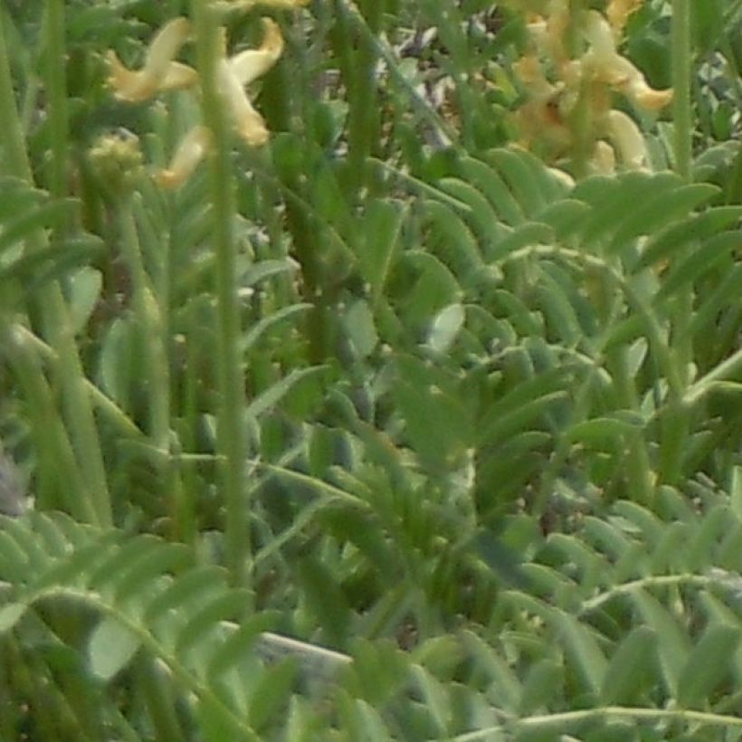 Astragalus canadensis (Fogliame)