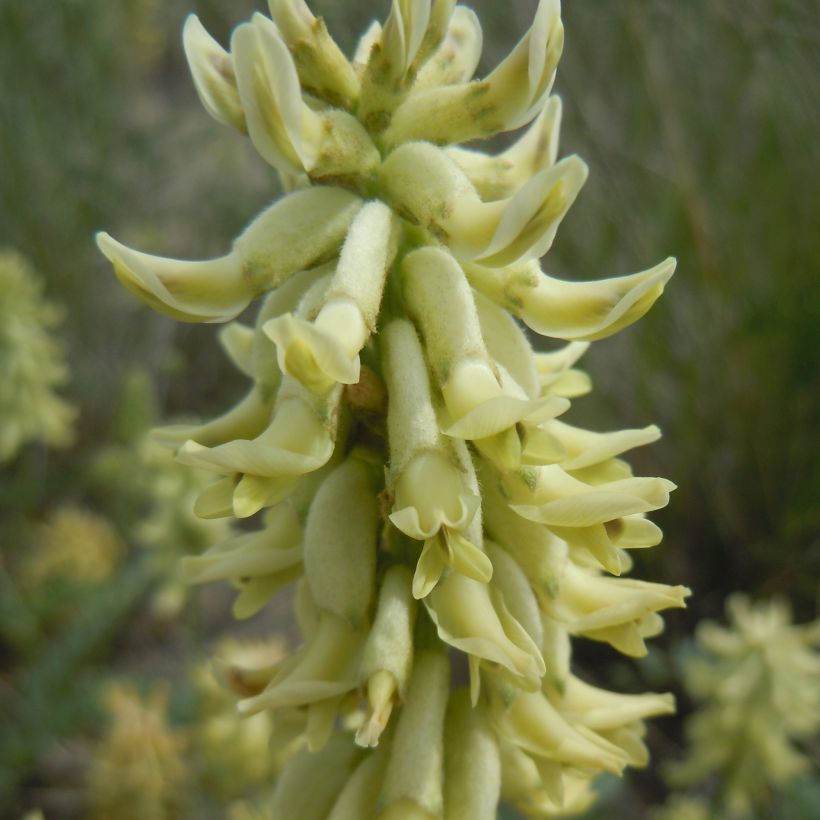 Astragalus canadensis (Fioritura)