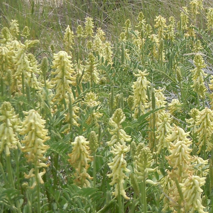 Astragalus canadensis (Porto)