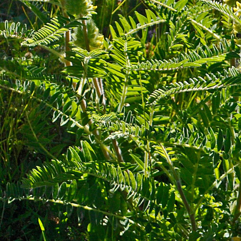 Astragalus centralpinus - Astragalo maggiore (Fogliame)