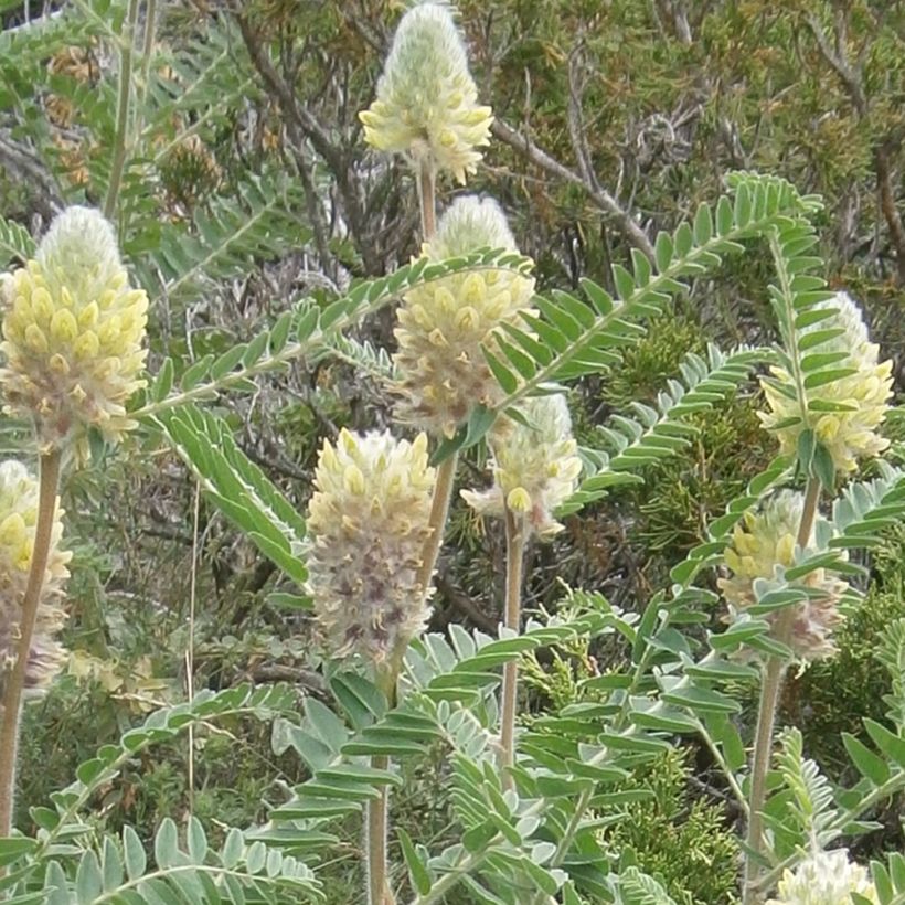 Astragalus centralpinus - Astragalo maggiore (Fioritura)