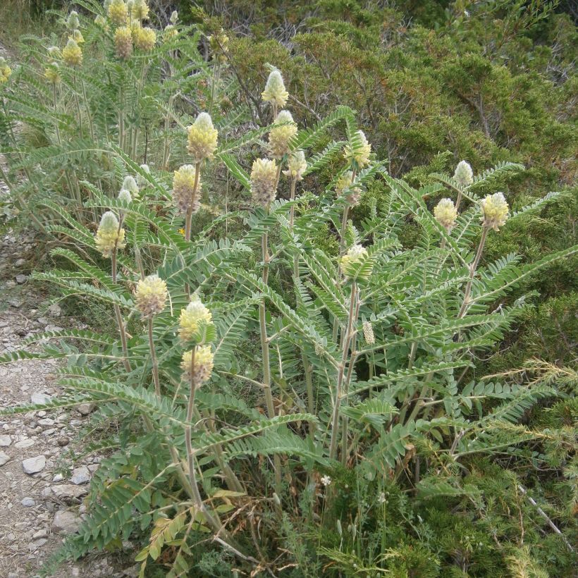 Astragalus centralpinus - Astragalo maggiore (Porto)