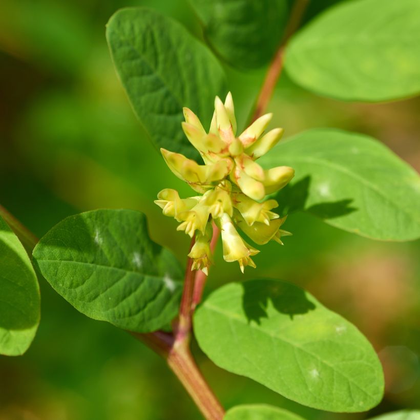 Astragalus glycyphyllos - Astragalo falsa-liquerizia (Fioritura)