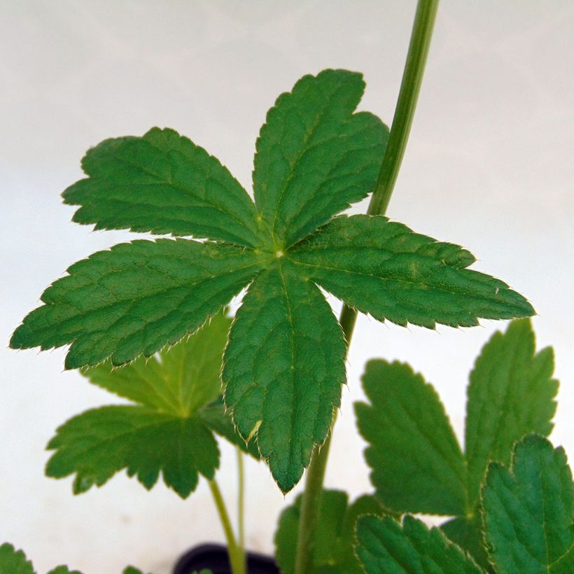 Astrantia major Alba (Fogliame)