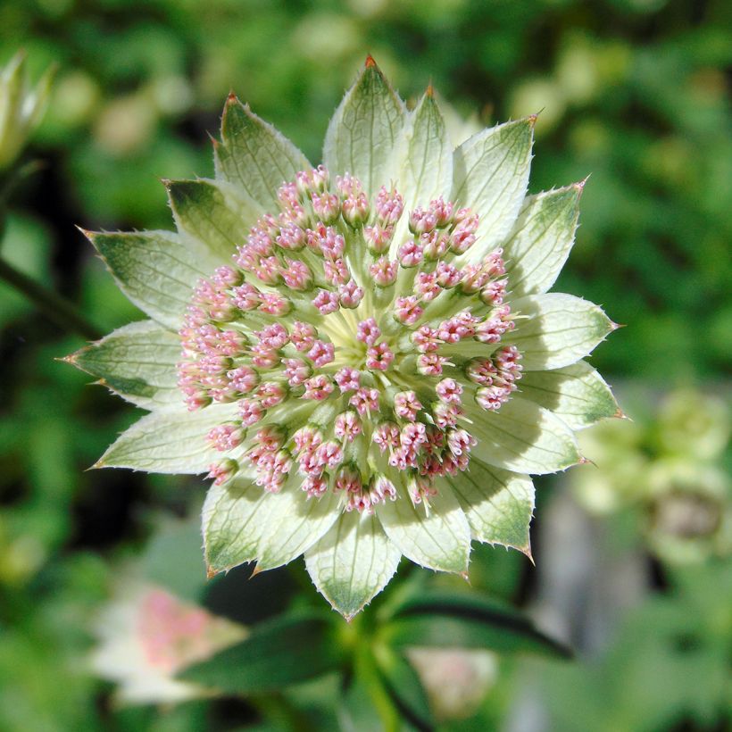 Astrantia major Buckland (Fioritura)