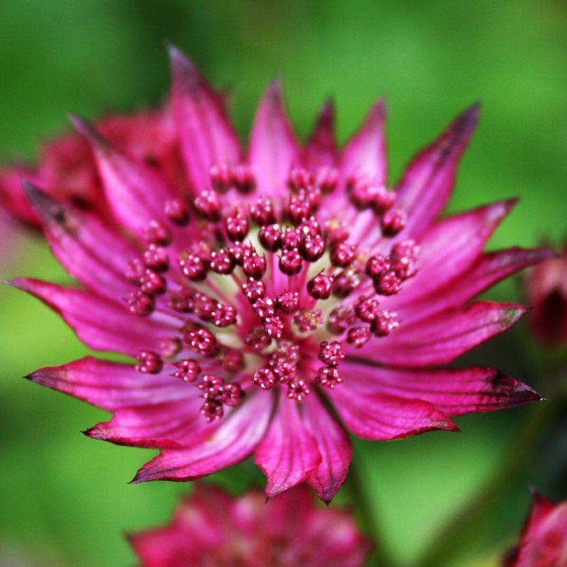 Astrantia major Burgundy Manor (Fioritura)