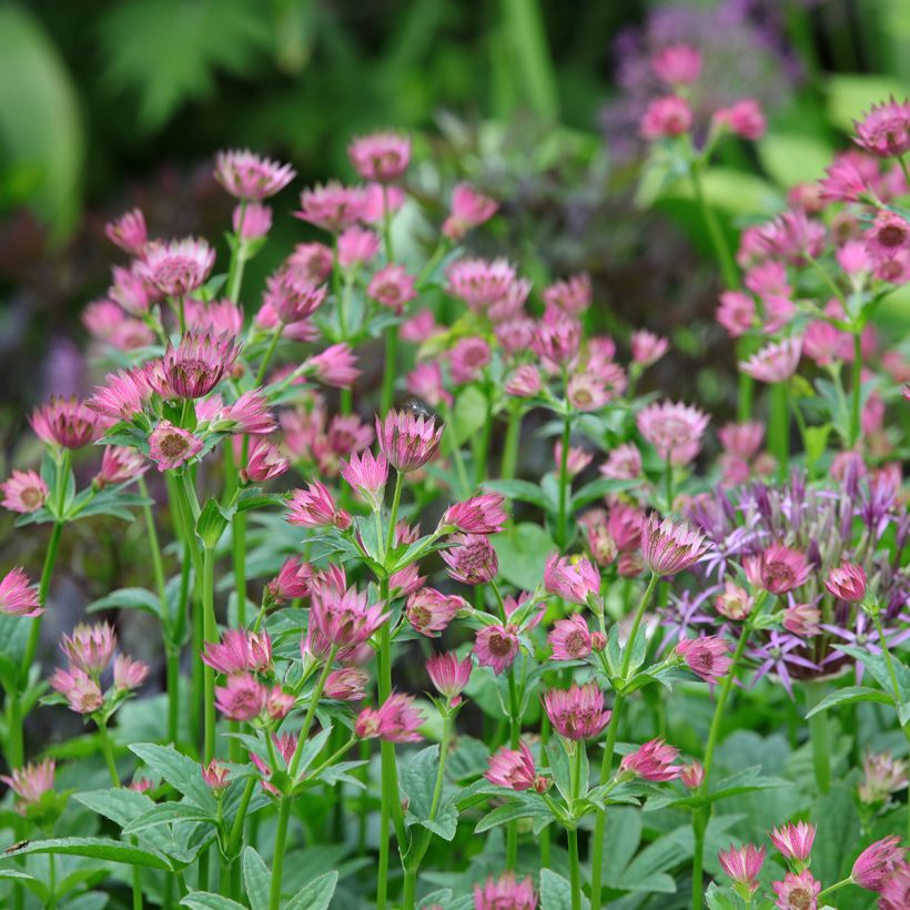 Astrantia major Roma (Porto)