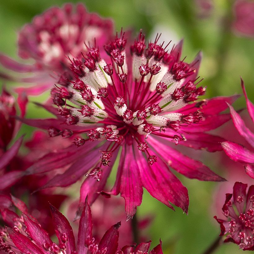 Astrantia major Ruby Flame Hyrume (Fioritura)