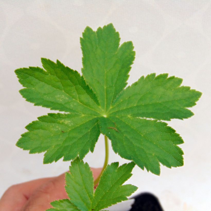 Astrantia major Shaggy (Fogliame)