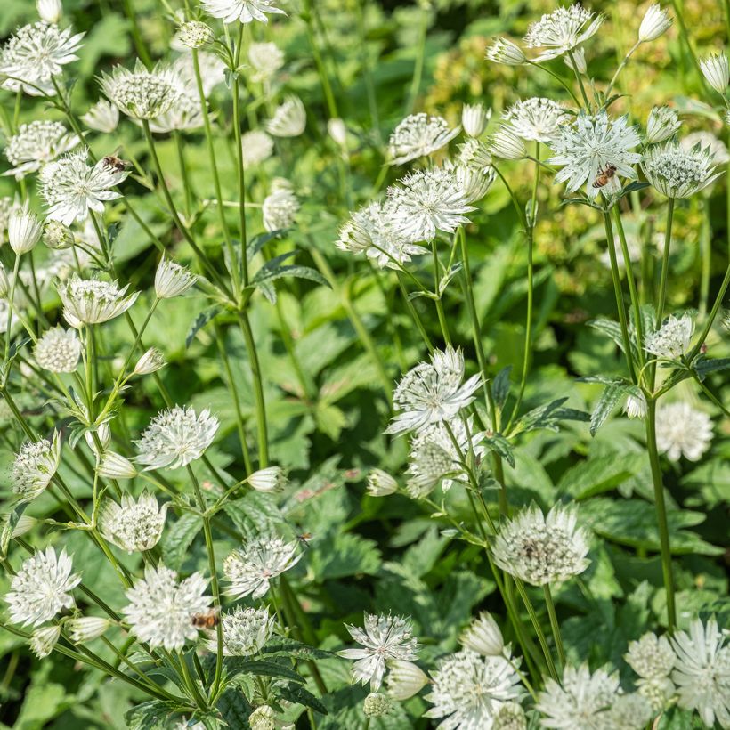 Astrantia major Shaggy (Fioritura)