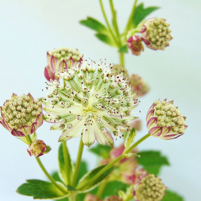 Astrantia major Star of Passion (Fioritura)