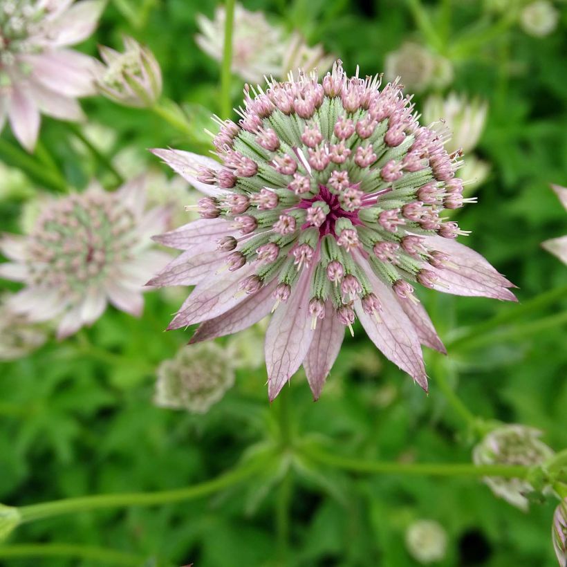 Astrantia major Florence (Fioritura)