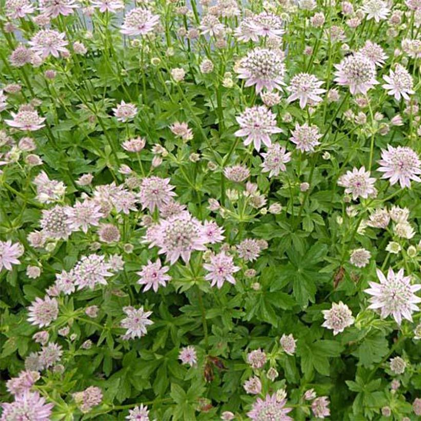 Astrantia major Florence (Porto)