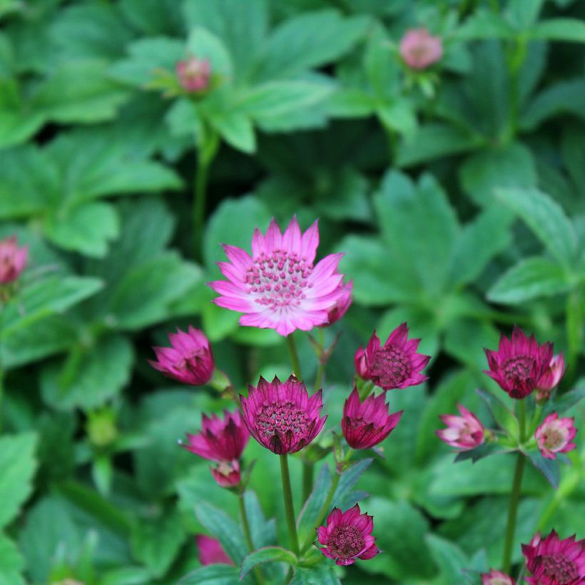 Astrantia major Venice (Fioritura)