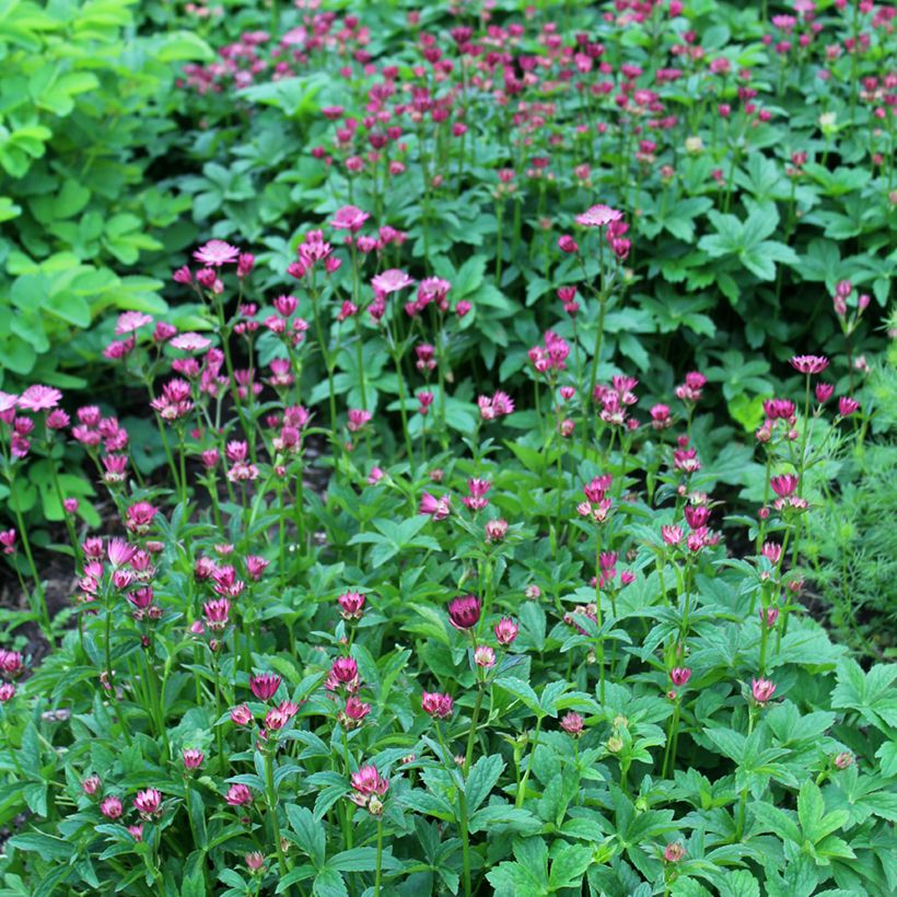 Astrantia major Venice (Porto)