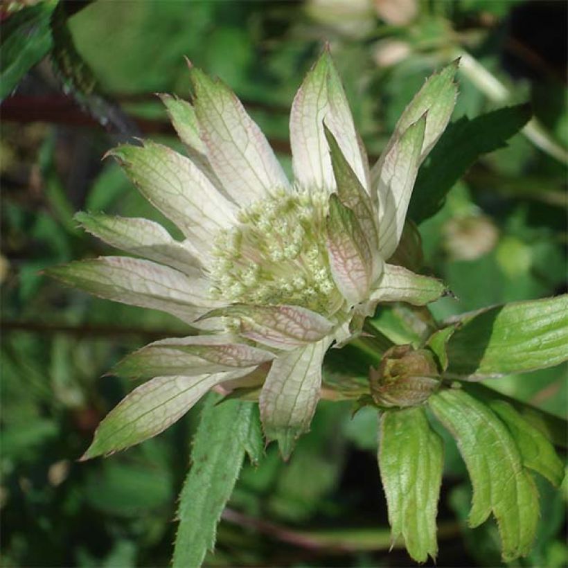 Astrantia major Princesse Sturdza (Fioritura)