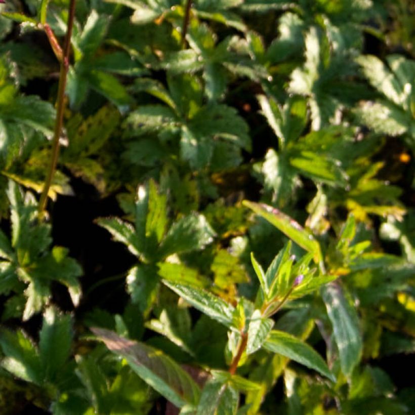 Astrantia major Hadspen Blood (Fogliame)