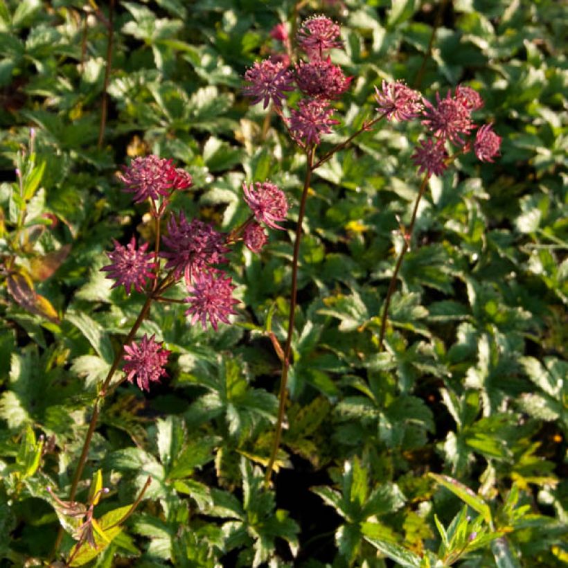 Astrantia major Hadspen Blood (Porto)