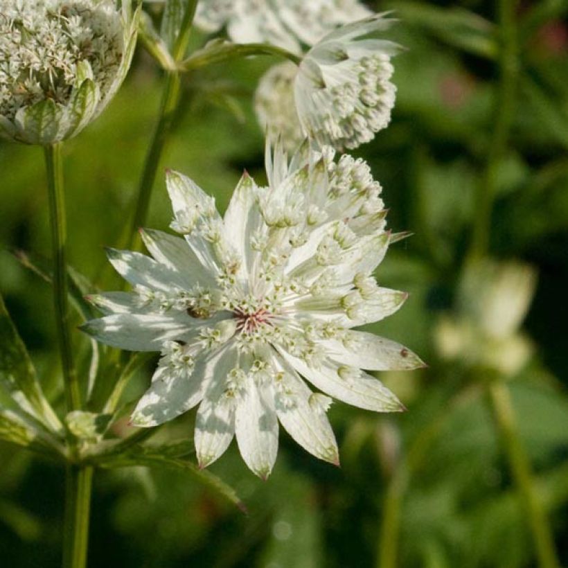 Astrantia major Super Star (Fioritura)