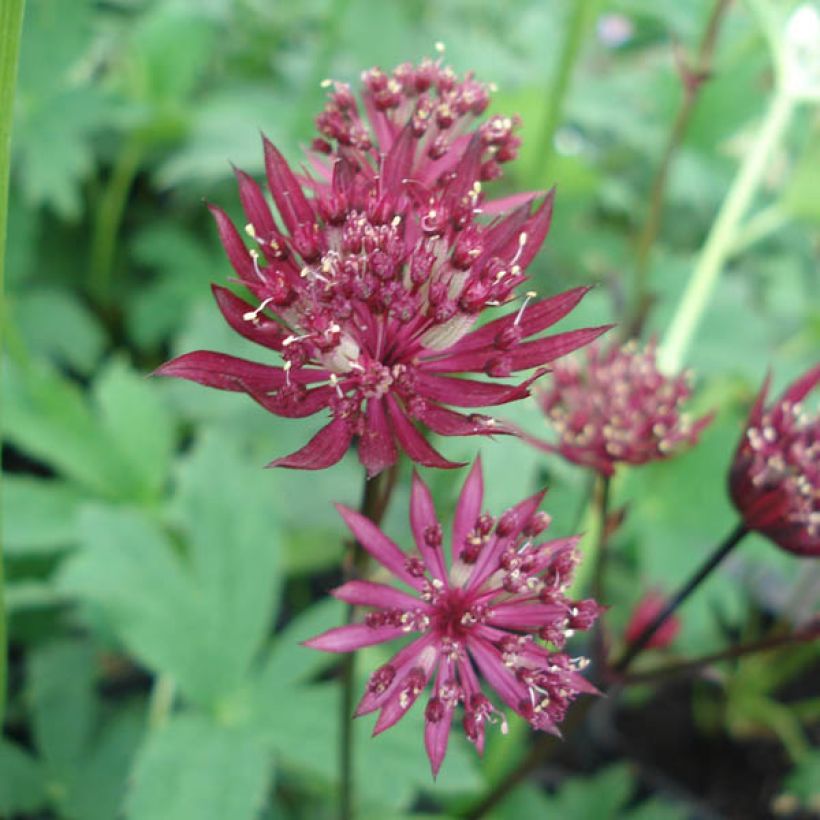 Astrantia major Ruby Star (Fioritura)