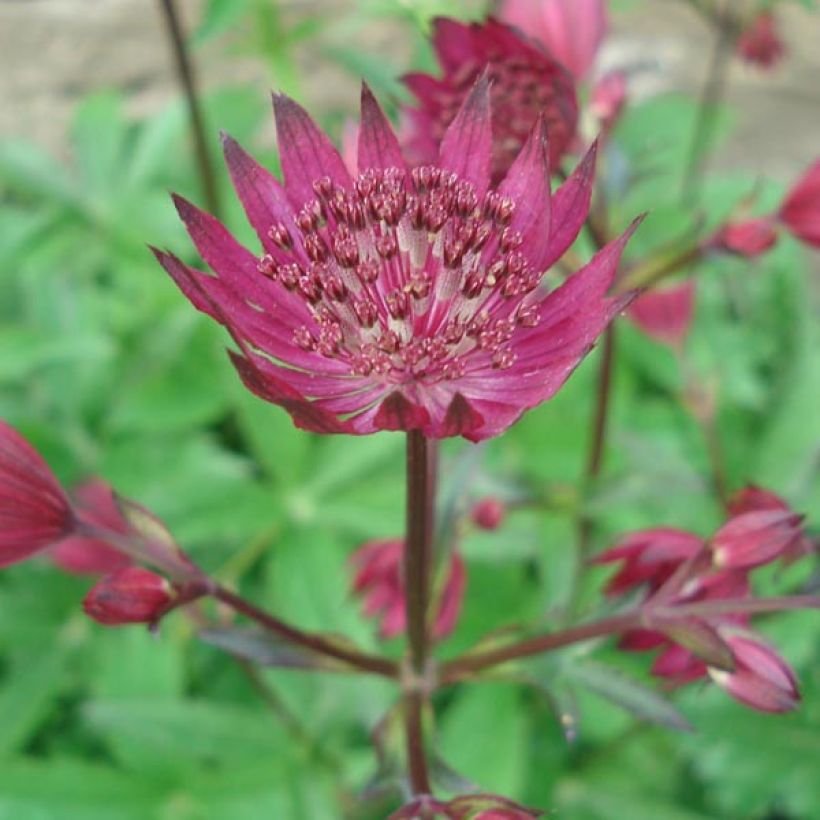 Astrantia major Ruby Wedding (Fioritura)