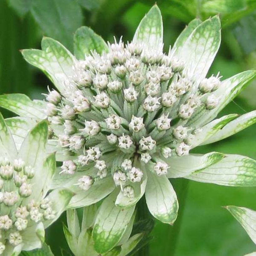 Astrantia major Star of Billion (Fioritura)