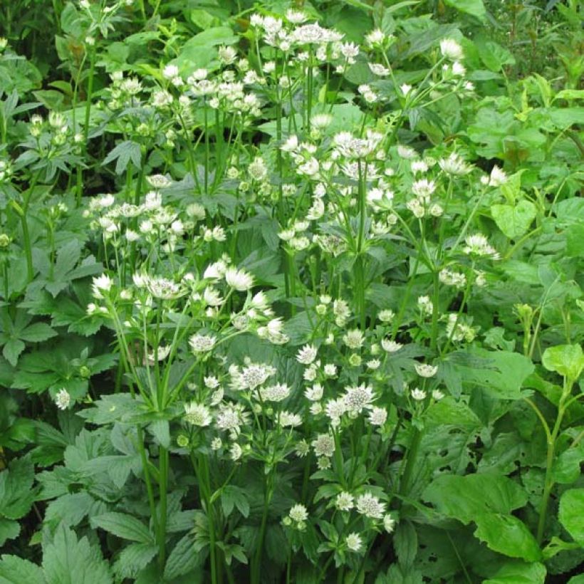 Astrantia major Star of Billion (Porto)