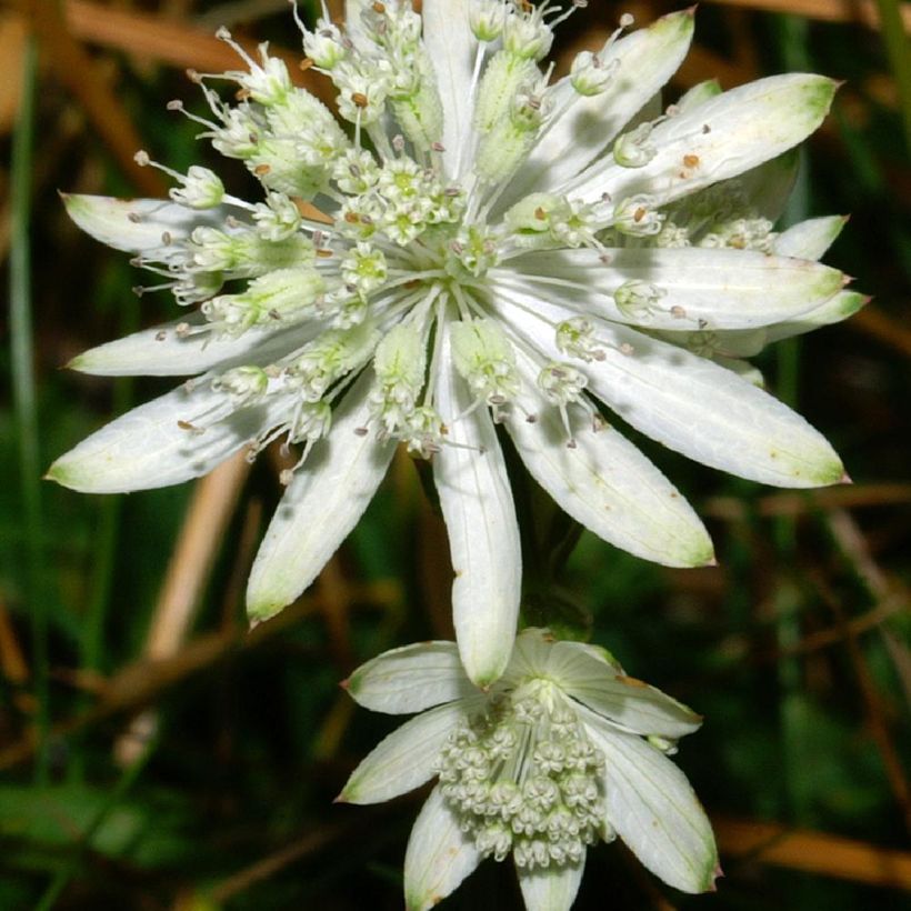 Astrantia bavarica - Astrance de Bavière (Fioritura)